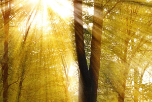 Image of sunbeams shining through trees